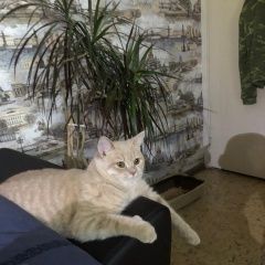 Подробнее об объявлении «Набережные Челны Пропал кот гренада» Фото: пропала кошка Британская короткошерстная кошка «Набережные Челны Пропал кот гренада» в г. Набережные Челны