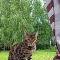 Подробнее об объявлении «Одинцово Пропала кошка» Фото: пропала кошка Бенгальская кошка «Одинцово Пропала кошка» в г. Одинцово