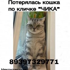 Подробнее об объявлении «Пропала кошка Казань» Фото: пропала кошка Скоттиш страйт (шотландская прямоухая) «Пропала кошка Казань» в г. Казань