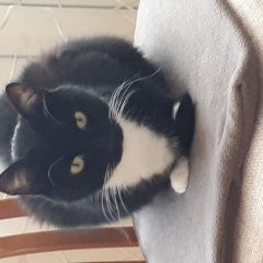 Подробнее об объявлении «Кохма Пропал кот ик» Фото: пропала кошка  «Кохма Пропал кот ик» в г. Кохма