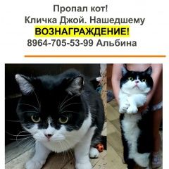 Подробнее об объявлении «Москва Пропал кот» Фото: пропала кошка Британская короткошерстная кошка «Москва Пропал кот» в г. Москва