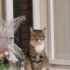 Подробнее об объявлении «Пропала кошка Томск» Фото: пропала кошка  «Пропала кошка Томск» в г. Томск