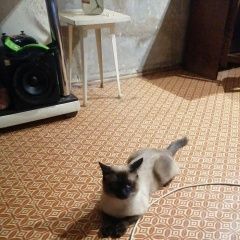 Подробнее об объявлении «Тула Пропал кот» Фото: пропала кошка Сиамская кошка «Тула Пропал кот» в г. Тула