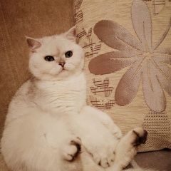 Подробнее об объявлении «Москва Пропала кошка» Фото: пропала кошка  «Москва Пропала кошка» в г. Москва