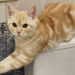 Подробнее об объявлении «Тольятти Пропал кот» Фото: пропала кошка  «Тольятти Пропал кот» в г. Тольятти