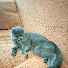 Подробнее об объявлении «Пропала кошка шотландская Гомель» Фото: пропала кошка  «Пропала кошка шотландская Гомель» в г. Гомель