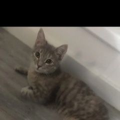 Подробнее об объявлении «Пропала кошка Мытищи» Фото: пропала кошка  «Пропала кошка Мытищи» в г. Мытищи