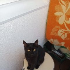 Подробнее об объявлении «Пропала кошка Петродворец» Фото: пропала кошка  «Пропала кошка Петродворец» в г. Петродворец