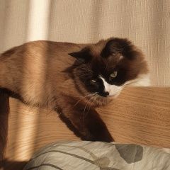 Подробнее об объявлении «Истра Пропала кошка в деревне зеленково» Фото: пропала кошка  «Истра Пропала кошка в деревне зеленково» в г. Истра