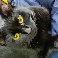 Подробнее об объявлении «Пропала кошка маленькая чёрная кошечка Братск» Фото: пропала кошка  «Пропала кошка маленькая чёрная кошечка Братск» в г. Братск