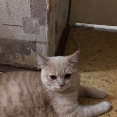 Подробнее об объявлении «Пропал кот помогите Набережные Челны» Фото: пропала кошка Британская короткошерстная кошка «Пропал кот помогите Набережные Челны» в г. Набережные Челны