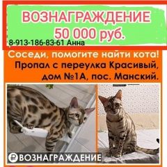 Подробнее об объявлении «Пропал кот в посёлке манский. 13.06.2 Дивногорск» Фото: пропала кошка Бенгальская кошка «Пропал кот в посёлке манский. 13.06.2 Дивногорск» в г. Дивногорск
