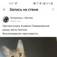 Подробнее об объявлении «Москва Пропала кошка» Фото: пропала кошка Бенгальская кошка «Москва Пропала кошка» в г. Москва