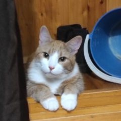 Подробнее об объявлении «Пропал кот Солнечногорск» Фото: пропала кошка  «Пропал кот Солнечногорск» в г. Солнечногорск