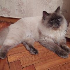 Подробнее об объявлении «Пропал кот Луга» Фото: пропала кошка  «Пропал кот Луга» в г. Луга