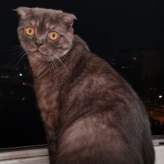 Подробнее об объявлении «Пропал кот Уссурийск» Фото: пропала кошка  «Пропал кот Уссурийск» в г. Уссурийск