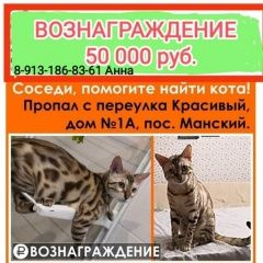 Подробнее об объявлении «Пропал кот в посёлке манский. Дивногорск» Фото: пропала кошка Бенгальская кошка «Пропал кот в посёлке манский. Дивногорск» в г. Дивногорск