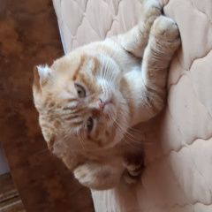 Подробнее об объявлении «Пропал кот Кузнецк» Фото: пропала кошка Шотландский терьер «Пропал кот Кузнецк» в г. Кузнецк