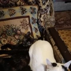 Подробнее об объявлении «Пропала кошка помогите найти кошку Дзержинск» Фото: пропала кошка  «Пропала кошка помогите найти кошку Дзержинск» в г. Дзержинск