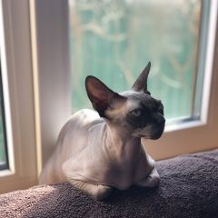 Подробнее об объявлении «Пропала кошка снт востряково Домодедово» Фото: пропала кошка Сфинкс «Пропала кошка снт востряково Домодедово» в г. Домодедово