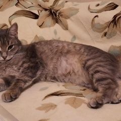 Подробнее об объявлении «Краснодар Пропала кошка розыск» Фото: пропала кошка  «Краснодар Пропала кошка розыск» в г. Краснодар