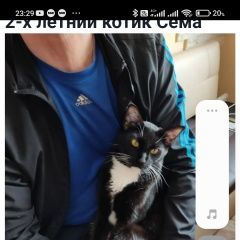 Подробнее об объявлении «Пропал котик сема Сергиев Посад» Фото: пропала кошка  «Пропал котик сема Сергиев Посад» в г. Сергиев Посад