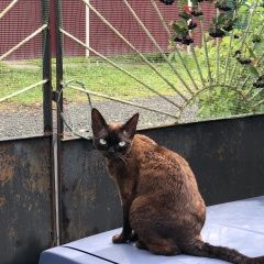 Подробнее об объявлении «Пропал кот девон рекс Серпухов» Фото: пропала кошка Девон-рекс «Пропал кот девон рекс Серпухов» в г. Серпухов