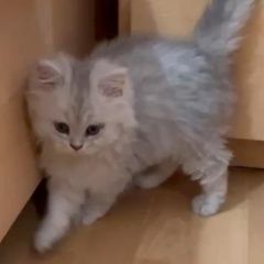 Подробнее об объявлении «Москва Пропал котёнок» Фото: пропала кошка Персидская кошка «Москва Пропал котёнок» в г. Москва