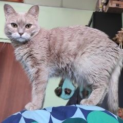 Подробнее об объявлении «Новосибирск Пропала кошка нашедшему вознаграждение» Фото: пропала кошка  «Новосибирск Пропала кошка нашедшему вознаграждение» в г. Новосибирск