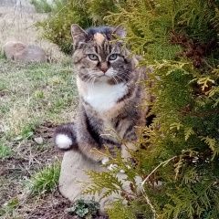 Подробнее об объявлении «Пропала кошка трехцветка Боровск» Фото: пропала кошка  «Пропала кошка трехцветка Боровск» в г. Боровск