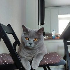 Подробнее об объявлении «Пропал кот жа кота Брест Брестская обл.» Фото: пропала кошка Британская короткошерстная кошка «Пропал кот жа кота Брест Брестская обл.» в г. Брест Брестская обл.
