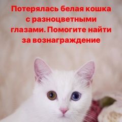 Подробнее об объявлении «Краснодар Пропала кошка белая с разноцветными глазами» Фото: пропала кошка  «Краснодар Пропала кошка белая с разноцветными...» в г. Краснодар
