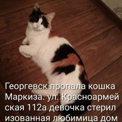 Подробнее об объявлении «Пропала кошка маркиза наша девочка Георгиевск» Фото: пропала кошка  «Пропала кошка маркиза наша девочка Георгиевск» в г. Георгиевск