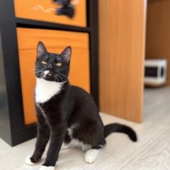 Подробнее об объявлении «Пропала кошка чёрная кошка с белой грудкой Одинцово» Фото: пропала кошка  «Пропала кошка чёрная кошка с белой грудкой...» в г. Одинцово