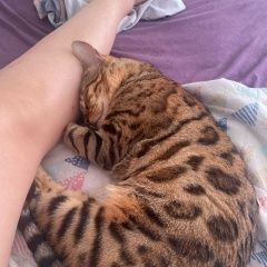 Подробнее об объявлении «Пропала кошка Адлер» Фото: пропала кошка Бенгальская кошка «Пропала кошка Адлер» в г. Адлер