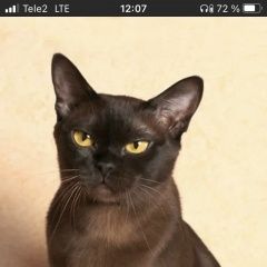 Подробнее об объявлении «Пропала кошка Челябинск» Фото: пропала кошка  «Пропала кошка Челябинск» в г. Челябинск