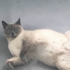 Подробнее об объявлении «Пропала кошка Нальчик» Фото: пропала кошка Британская короткошерстная кошка «Пропала кошка Нальчик» в г. Нальчик