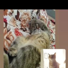 Подробнее об объявлении «Пропала кошка Якутск» Фото: пропала кошка  «Пропала кошка Якутск» в г. Якутск