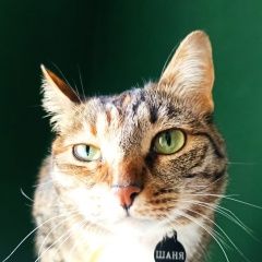 Подробнее об объявлении «Москва Пропала кошка шаня ивановское» Фото: пропала кошка  «Москва Пропала кошка шаня ивановское» в г. Москва