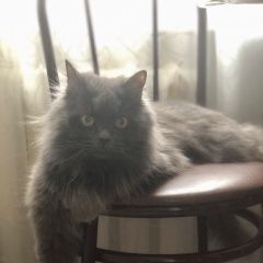 Подробнее об объявлении «Москва Пропал кот серый кот пресня» Фото: пропала кошка  «Москва Пропал кот серый кот пресня» в г. Москва