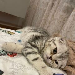 Подробнее об объявлении «Пропала кошка Санкт-Петербург» Фото: пропала кошка Скоттиш фолд (шотландская вислоухая) «Пропала кошка Санкт-Петербург» в г. Санкт-Петербург