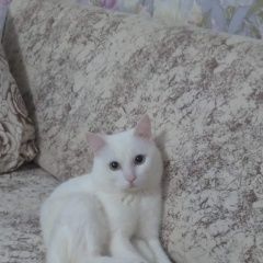 Подробнее об объявлении «Екатеринбург Пропал кот белый кот» Фото: пропала кошка  «Екатеринбург Пропал кот белый кот» в г. Екатеринбург