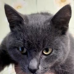 ����: ������� �����  ������� ��� ������� � �. ������