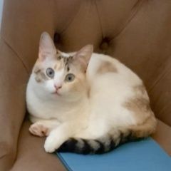 Подробнее об объявлении «Москва Пропала кошка белая трехцветка» Фото: пропала кошка  «Москва Пропала кошка белая трехцветка» в г. Москва