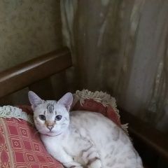 Подробнее об объявлении «Саратов Пропала кошка sos» Фото: пропала кошка  «Саратов Пропала кошка sos» в г. Саратов