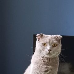 Подробнее об объявлении «Москва Пропала кошка» Фото: пропала кошка  «Москва Пропала кошка» в г. Москва