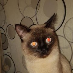 ����: ������� ����� �������� ����� ������� ��� ����������� � �. �����������