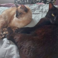 Подробнее об объявлении «Пропала кошка Владимир» Фото: пропала кошка  «Пропала кошка Владимир» в г. Владимир