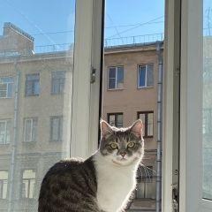 Подробнее об объявлении «Москва Пропала кошка» Фото: пропала кошка  «Москва Пропала кошка» в г. Москва