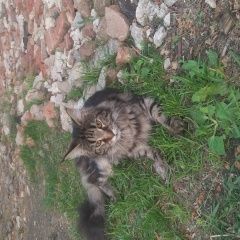 Подробнее об объявлении «Пропала кошка помогите найти любимицу Апрелевка» Фото: пропала кошка Мейн-кун «Пропала кошка помогите найти любимицу Апрелевка» в г. Апрелевка